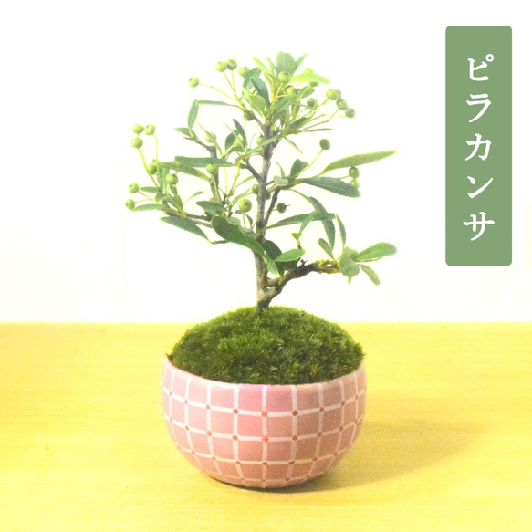 POTOCO ピラカンサス ピラカンサ観葉植物 植物 陶器鉢 盆栽 小品盆栽
