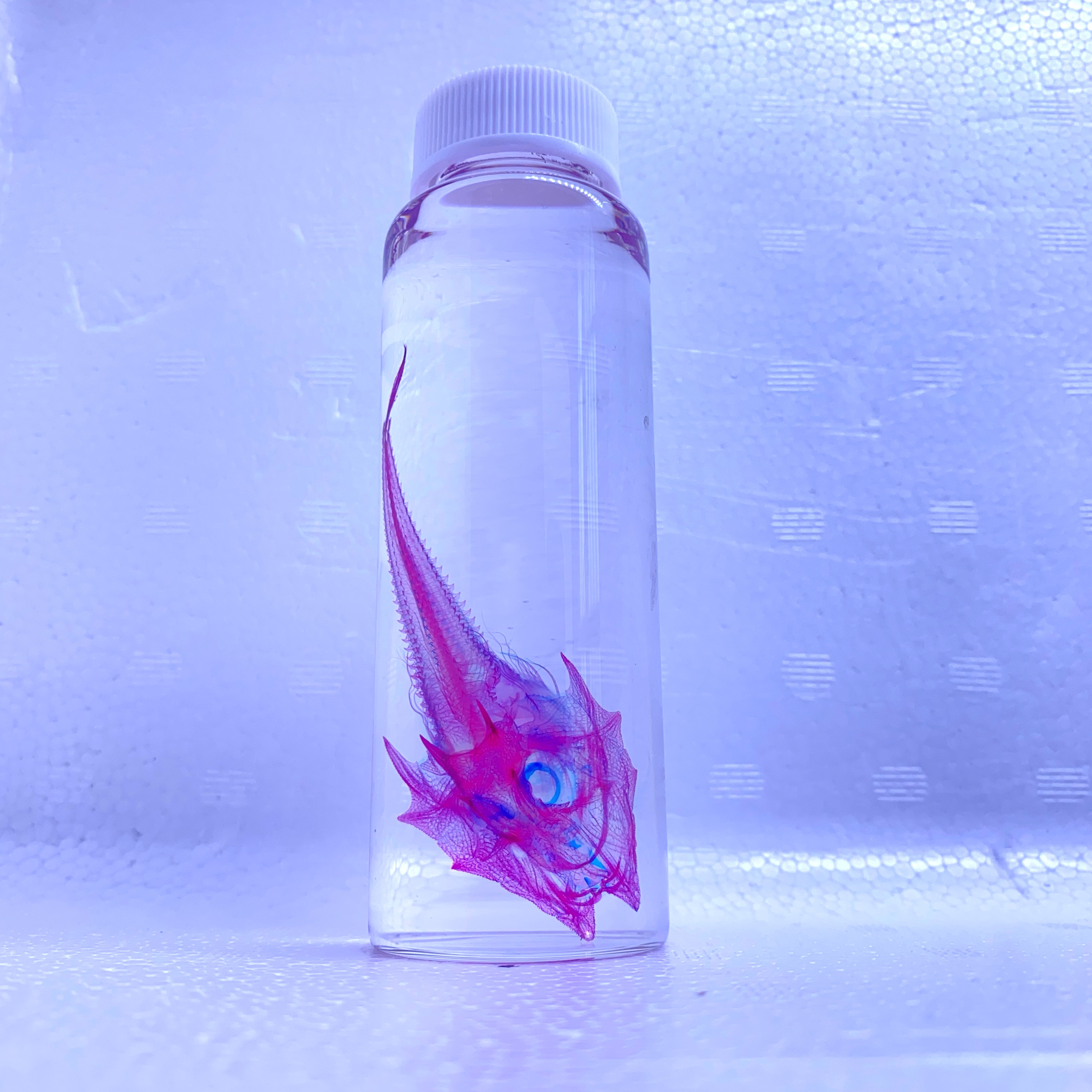 透明標本　ヒゲキホウボウ