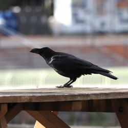 ToriTori大阪泉州製４重ガーゼハンカチ　カラス　サイズ34ｃｍ角　綿100％　大阪泉州製 3枚目の画像