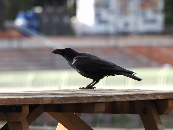 ToriTori大阪泉州製４重ガーゼハンカチ　カラス　サイズ34ｃｍ角　綿100％　大阪泉州製 3枚目の画像