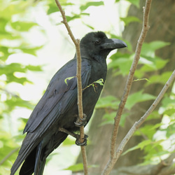 ToriTori大阪泉州製４重ガーゼハンカチ　カラス　サイズ34ｃｍ角　綿100％　大阪泉州製 4枚目の画像