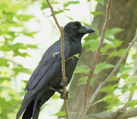 ToriTori大阪泉州製４重ガーゼハンカチ　カラス　サイズ34ｃｍ角　綿100％　大阪泉州製 4枚目の画像