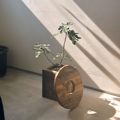 選べるプランターセット／植物 植木鉢 目隠し テーブル プランター