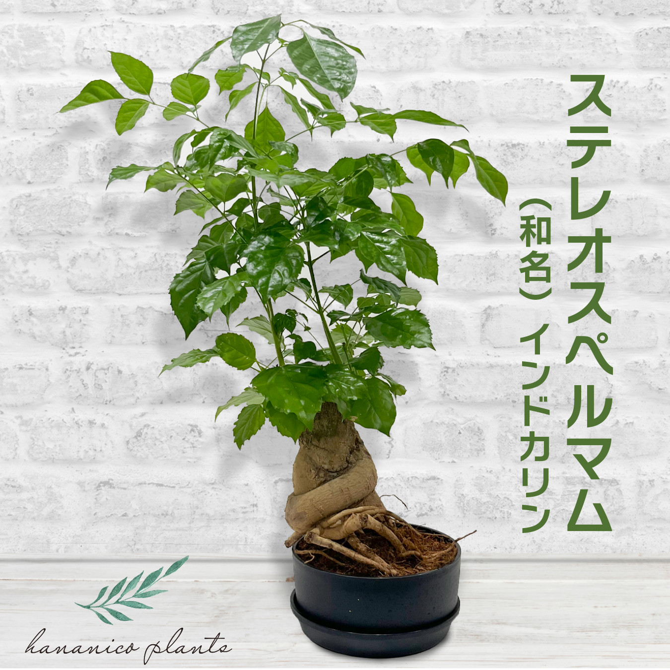 ステレオスペルマム 観葉植物 鉢植え ユニークな樹形 幹太り 個性的 コーデックス風 アジアンリーフ インテリアグリーン