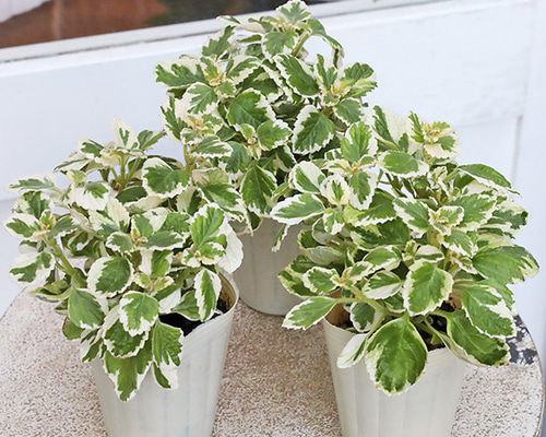 368e434f7d844722ade87f6bb5d3ea