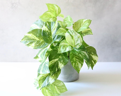 オーダーコメントページ フェイクグリーン オーダーコメントページ フェイクグリーン