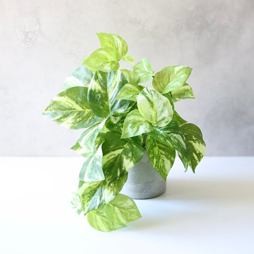 ポトス フェイクグリーン 卓上 観葉植物 コンクリート鉢 インテリア