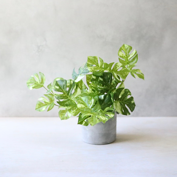 斑入りモンステラ　観葉植物 斑入りモンステラ | 観葉植物 - 観葉植物・多肉植物の販売、通販│cocoha