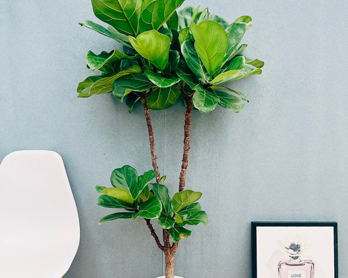 現品］4番 カシワバゴムノキ フィカス リラータ ストレート 8号