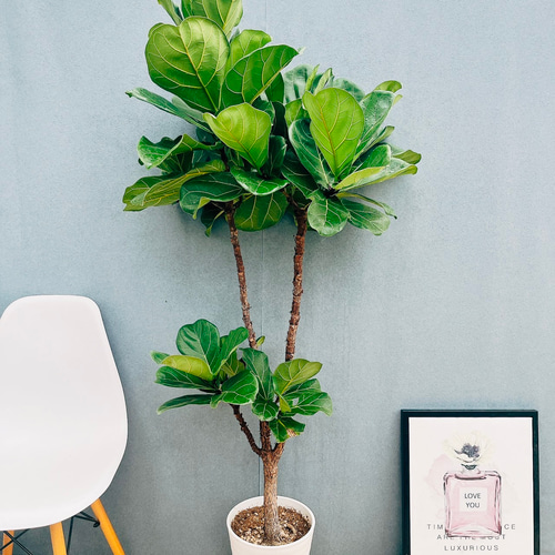 ［現品］4番　カシワバゴムノキ　フィカス　リラータ　ストレート　8号　大型　室内 現品］4番 カシワバゴムノキ フィカス リラータ ストレート 8号 観葉