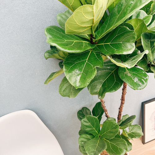 ［現品］4番　カシワバゴムノキ　フィカス　リラータ　ストレート　8号　大型　室内 現品］4番 カシワバゴムノキ フィカス リラータ ストレート 8号 観葉