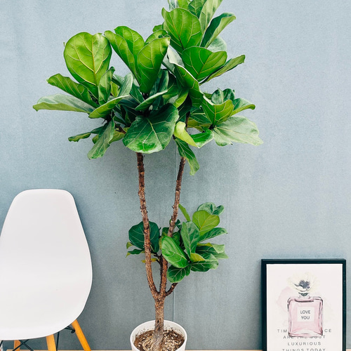 ［現品］4番　カシワバゴムノキ　フィカス　リラータ　ストレート　8号　大型　室内 現品］4番 カシワバゴムノキ フィカス リラータ ストレート 8号 観葉