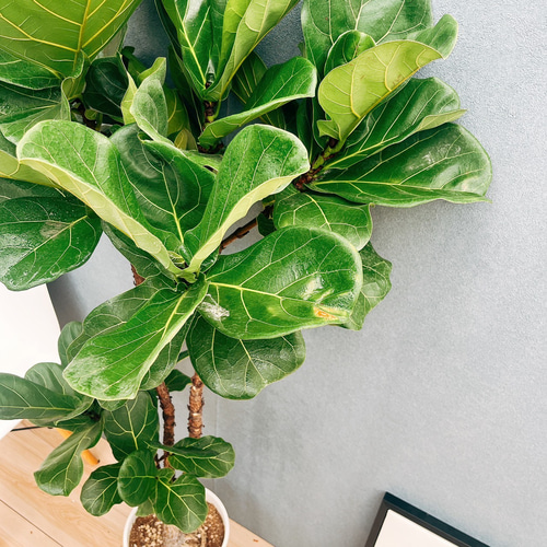 存在感抜群！個性派樹形フィカス・リラータ13・（カシワバゴムノキ