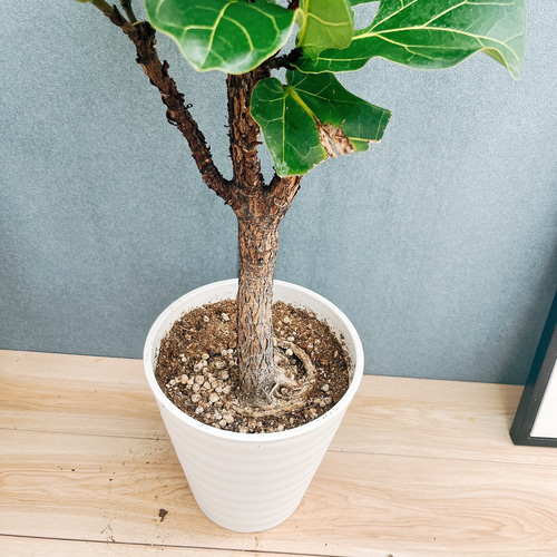 現品］4番 カシワバゴムノキ フィカス リラータ ストレート 8号