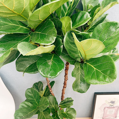 現品］5番 カシワバゴムの木 フィカス リラータ ストレート 8号 大型