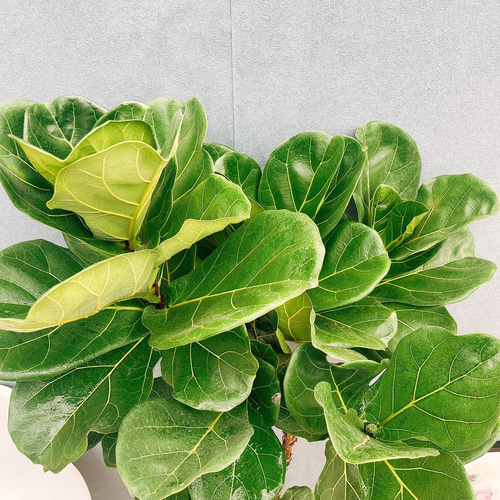 ［現品］4番　カシワバゴムノキ　フィカス　リラータ　ストレート　8号　大型　室内 現品］4番 カシワバゴムノキ フィカス リラータ ストレート 8号 観葉