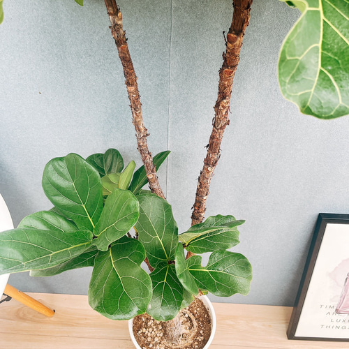 現品］4番 カシワバゴムノキ フィカス リラータ ストレート 8号 観葉