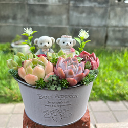 ★速達付き★♡そのまま飾れる♡ブリキ缶♬子猫ちゃんハロウィンの多肉植物寄せ植え♡ ☆送料無料☆♡そのまま飾れる♡ブリキ缶♬ハロウィンの多肉植物