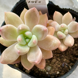 ピンクプリティ＊多肉植物＊抜き苗 多肉植物 ＊N＊ 通販 18316442
