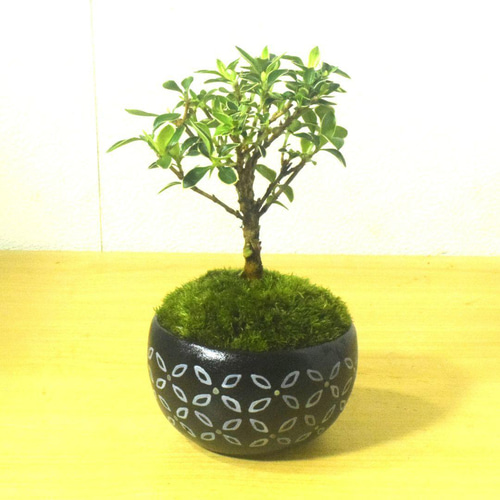 POTOCO 斑入り 白丁花 ハクチョウゲ 観葉植物 陶器鉢 盆栽 小品盆栽 苔