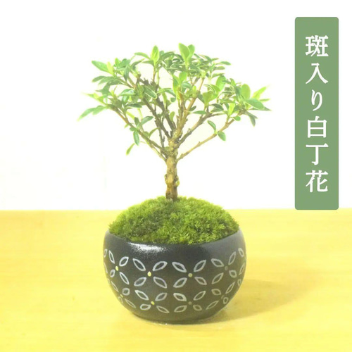 POTOCO 斑入り 白丁花 ハクチョウゲ 観葉植物 陶器鉢 盆栽 小品盆栽 苔