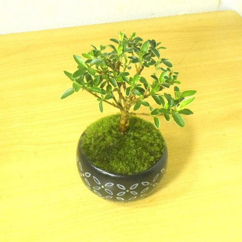 POTOCO 斑入り 白丁花 ハクチョウゲ 観葉植物 陶器鉢 盆栽 小品盆栽 苔