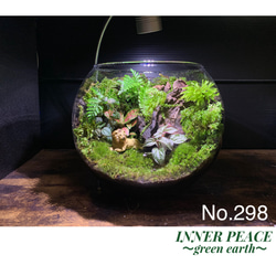 No.300 苔アート　苔テラリウム　食虫植物　ウツボカズラ　完成品 300 苔アート 苔テラリウム 食虫植物 ウツボカズラ 完成品