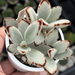 レア品種！【現品】 ☆ももりん 多肉植物 自家繁殖 国産 多肉植物 美