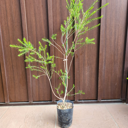 キングプロテア　シナロイデス　鉢植え　苗　ワイルドフラワー　ドライガーデン キングプロテア シナロイデス 鉢植え 苗 ワイルドフラワー