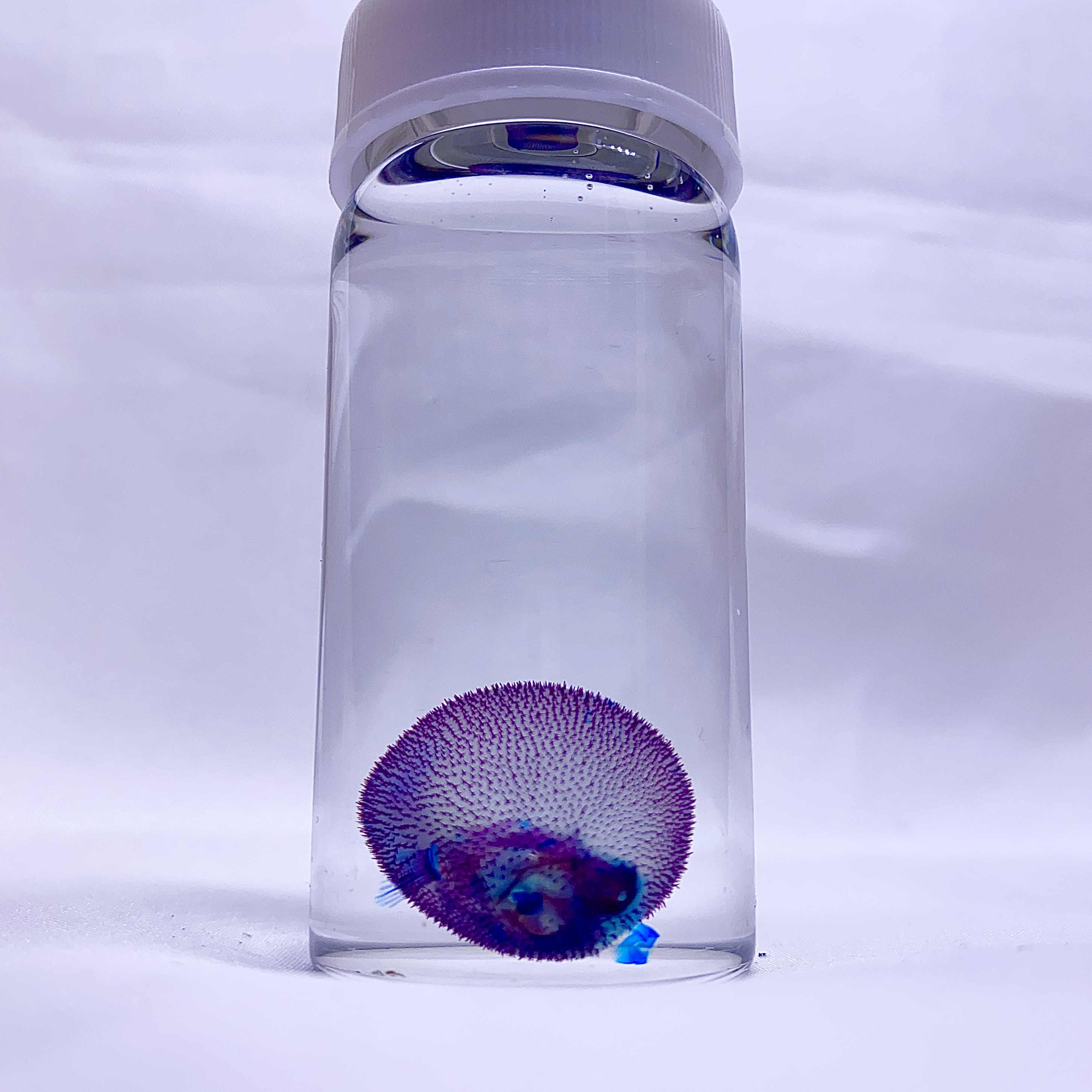 透明標本　イシガキフグ