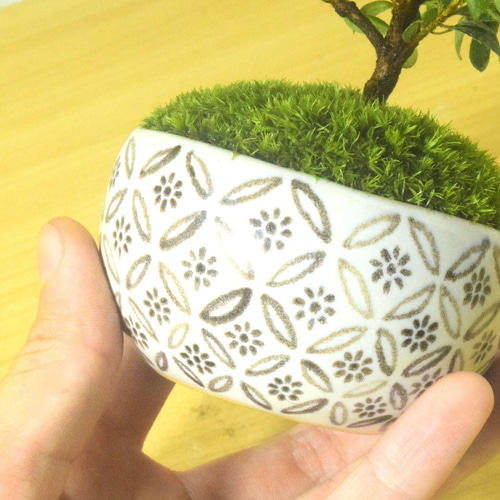 POTOCO 早乙女 サツキ 皐月 観葉植物 陶器鉢 盆栽 小品盆栽 苔 苔玉