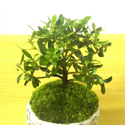 POTOCO 早乙女 サツキ 皐月 観葉植物 陶器鉢 盆栽 小品盆栽 苔 苔玉