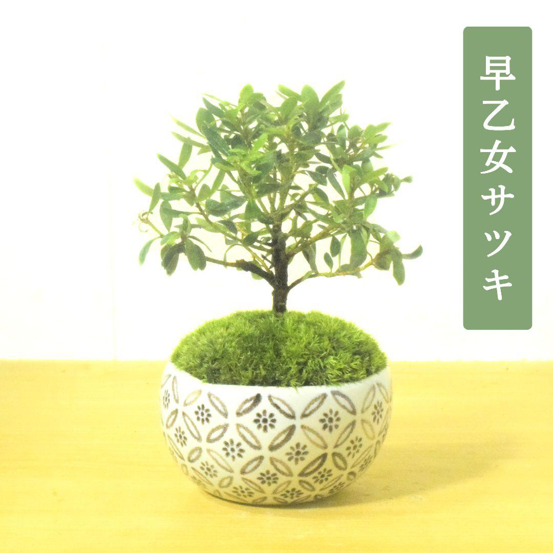 POTOCO 早乙女 サツキ 皐月 観葉植物 陶器鉢 盆栽 小品盆栽 苔 苔玉