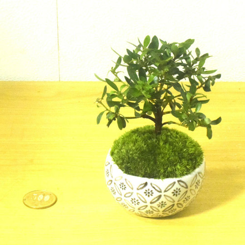 POTOCO 早乙女 サツキ 皐月 観葉植物 陶器鉢 盆栽 小品盆栽 苔 苔玉