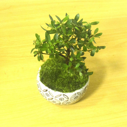 POTOCO 早乙女 サツキ 皐月 観葉植物 陶器鉢 盆栽 小品盆栽 苔 苔玉