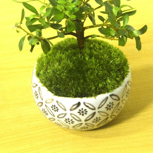 POTOCO 早乙女 サツキ 皐月 観葉植物 陶器鉢 盆栽 小品盆栽 苔 苔玉