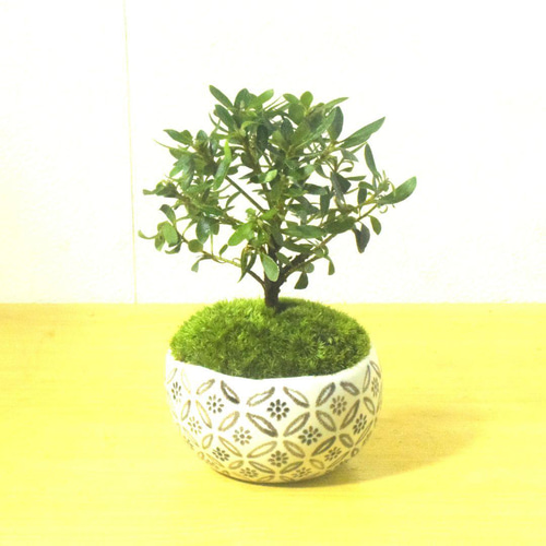 POTOCO 早乙女 サツキ 皐月 観葉植物 陶器鉢 盆栽 小品盆栽 苔 苔玉