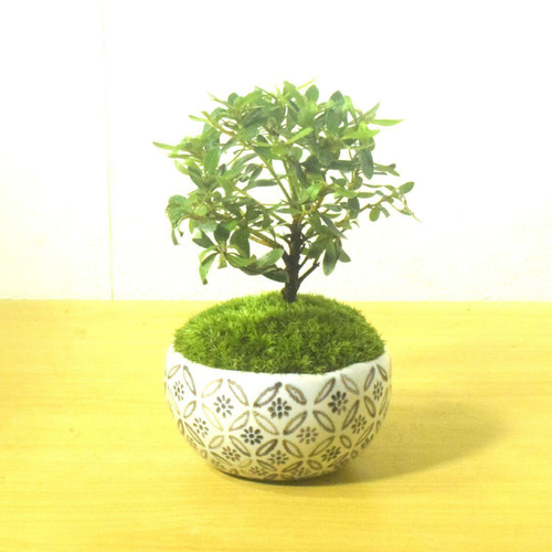 POTOCO 早乙女 サツキ 皐月 観葉植物 陶器鉢 盆栽 小品盆栽 苔 苔玉