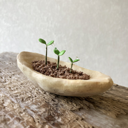 9734.bud 粘土の鉢植え 背の順 2枚目の画像