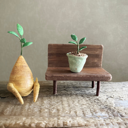 9741.bud ガジュマルとベンチ　友達 5枚目の画像