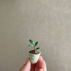 9741.bud ガジュマルとベンチ　友達 7枚目の画像