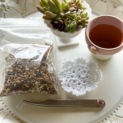 デレッセーナ（2-13）＊エケベリア＊多肉植物＊抜き苗 多肉植物 ＊N