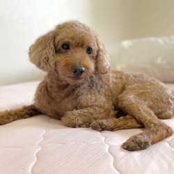 羊毛フェルト トイプードル座り姿 レッド 犬 羊毛フェルト Daisy