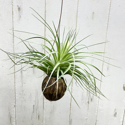 ビカクシダ ウィリンキー 板付 観葉植物 壁掛け コウモリラン