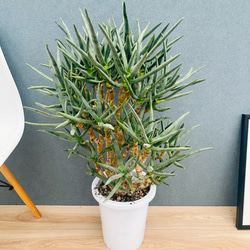 ［現品］【希少】7番　アロエ　ラモシシマ　幹立　8号　大型　レア　羅紋錦　多肉 現品］【希少】7番 アロエ ラモシシマ 幹立ち 8号 観葉植物 大型 レア