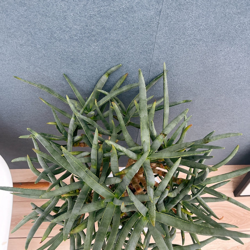 現品］【希少】7番 アロエ ラモシシマ 幹立ち 8号 観葉植物 大型 レア