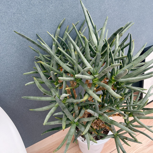 現品］【希少】7番 アロエ ラモシシマ 幹立ち 8号 観葉植物 大型 レア