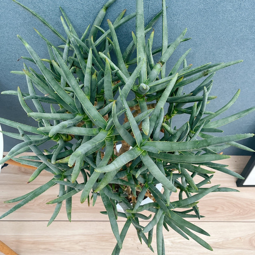 ［現品］【希少】7番　アロエ　ラモシシマ　幹立　8号　大型　レア　羅紋錦　多肉 現品］【希少】7番 アロエ ラモシシマ 幹立 8号 大型 レア 羅紋錦 多肉