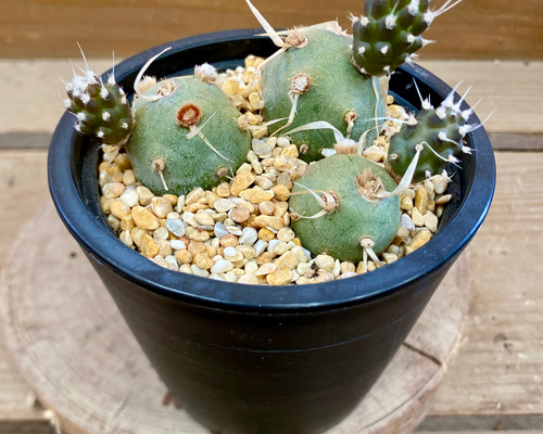 サボテン テフロカクタス アーティキュラータス（武蔵野） 多肉植物