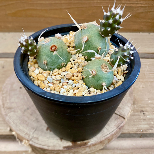 テフロカクタス　アーティキュラータス 種子１２種類　５粒ずつ サボテン テフロカクタス アーティキュラータス（武蔵野） 多肉